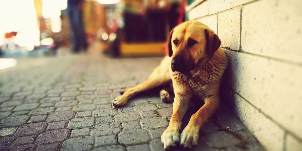 NOTICE TO REMOVE “STRAY” DOGS